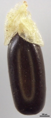 APII jpeg image of Acacia umbellata  © contact APII