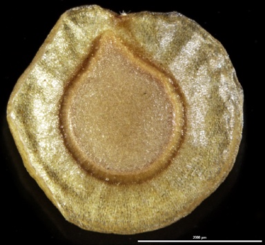 APII jpeg image of Goodenia glabrata  © contact APII