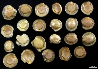 APII jpeg image of Goodenia glabrata  © contact APII