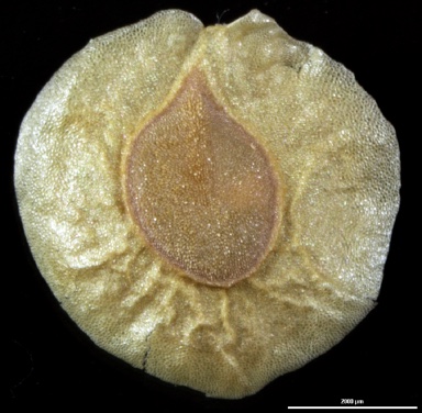 APII jpeg image of Goodenia connata  © contact APII