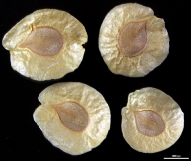 APII jpeg image of Goodenia connata  © contact APII