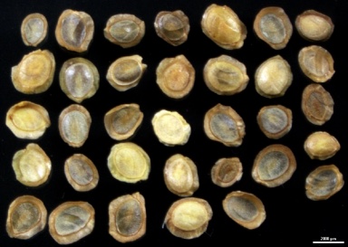 APII jpeg image of Goodenia trinervis  © contact APII