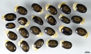 APII jpeg image of Acacia dempsteri  © contact APII