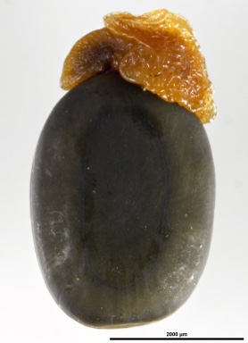 APII jpeg image of Acacia cupularis  © contact APII