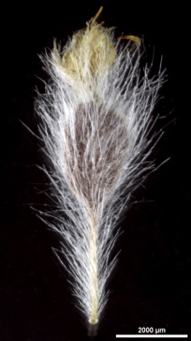 APII jpeg image of Actinotus helianthi  © contact APII