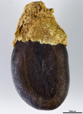 APII jpeg image of Acacia platycarpa  © contact APII