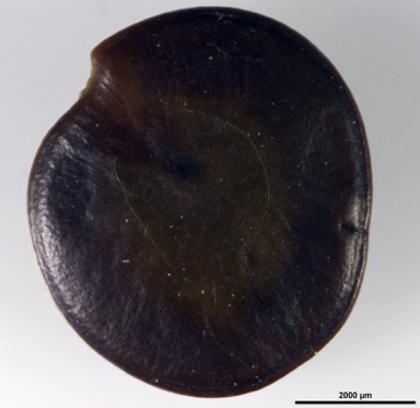 APII jpeg image of Acacia pendula  © contact APII