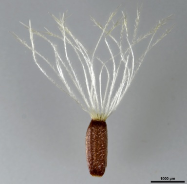 APII jpeg image of Coronidium waddelliae  © contact APII