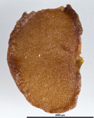 APII jpeg image of Bursaria calcicola  © contact APII