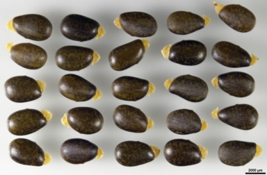 APII jpeg image of Petalostylis labicheoides  © contact APII