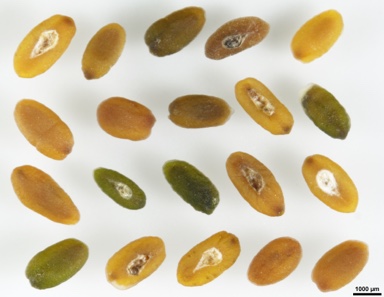 APII jpeg image of Plantago varia  © contact APII