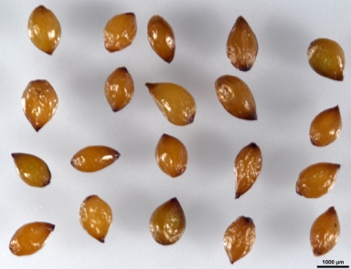 APII jpeg image of Psychrophila introloba  © contact APII