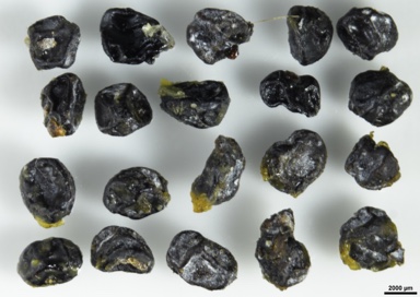 APII jpeg image of Pittosporum tenuifolium  © contact APII