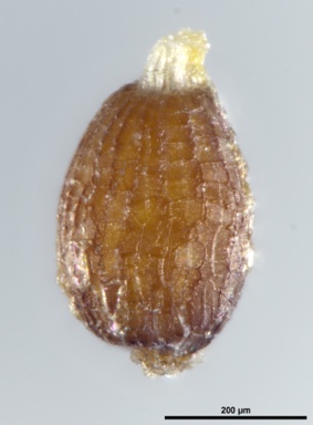 APII jpeg image of Juncus falcatus  © contact APII