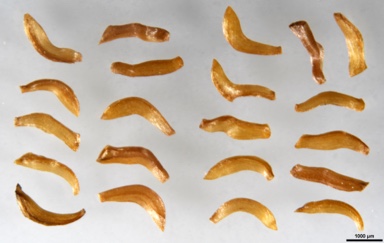 APII jpeg image of Leptospermum thompsonii  © contact APII