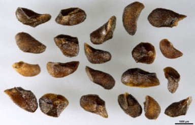 APII jpeg image of Eucalyptus elata  © contact APII