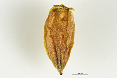 APII jpeg image of Nitraria billardierei  © contact APII