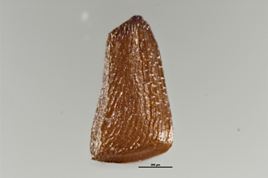 APII jpeg image of Calothamnus tuberosus  © contact APII