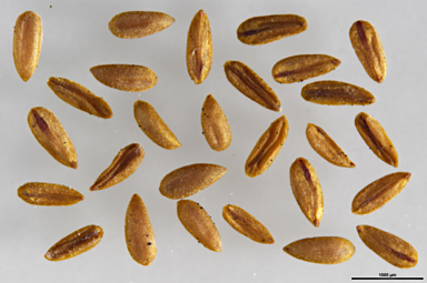 APII jpeg image of Epilobium tasmanicum  © contact APII