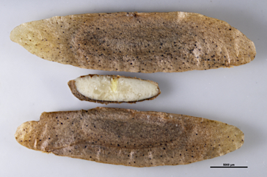 APII jpeg image of Flindersia bennettiana  © contact APII