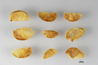 APII jpeg image of Xanthostemon paradoxus  © contact APII