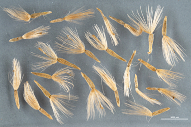 APII jpeg image of Vittadinia cuneata var. cuneata  © contact APII