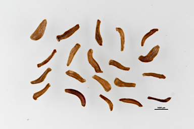 APII jpeg image of Leptospermum liversidgei  © contact APII