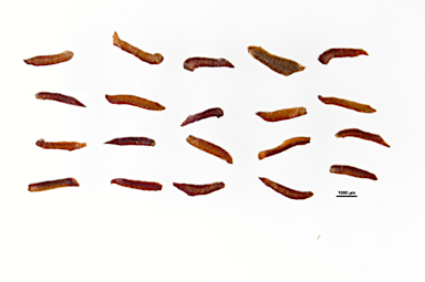 APII jpeg image of Leptospermum confertum  © contact APII