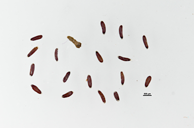 APII jpeg image of Pterocaulon sphacelatum  © contact APII