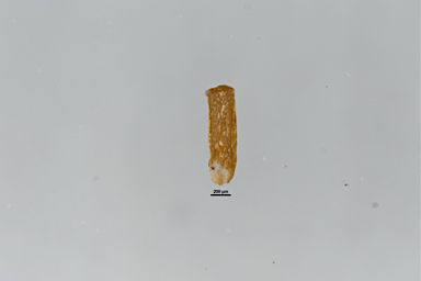 APII jpeg image of Melaleuca pyramidalis  © contact APII