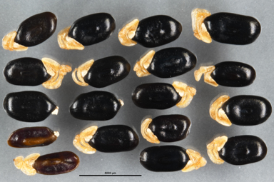 APII jpeg image of Acacia umbellata  © contact APII