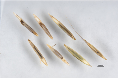 APII jpeg image of Anthosachne scabra  © contact APII