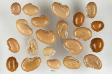 APII jpeg image of Gompholobium huegelii  © contact APII