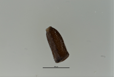 APII jpeg image of Melaleuca hamulosa  © contact APII