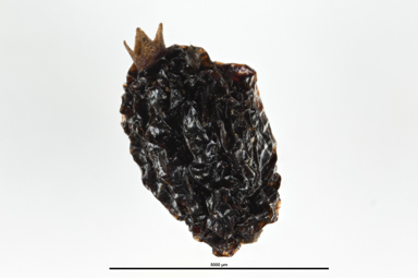 APII jpeg image of Coprosma quadrifida  © contact APII