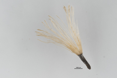 APII jpeg image of Olearia megalophylla  © contact APII