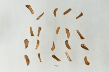 APII jpeg image of Melaleuca microphylla  © contact APII