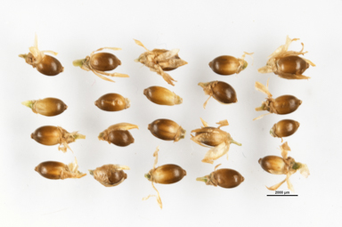 APII jpeg image of Empodisma minus  © contact APII