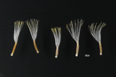 APII jpeg image of Leucochrysum stipitatum  © contact APII