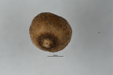 APII jpeg image of Newcastelia spodiotricha  © contact APII