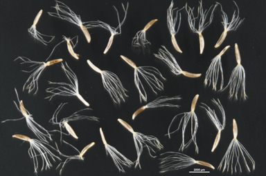 APII jpeg image of Leiocarpa websteri  © contact APII