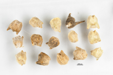 APII jpeg image of Sclerolaena bicornis var. horrida  © contact APII