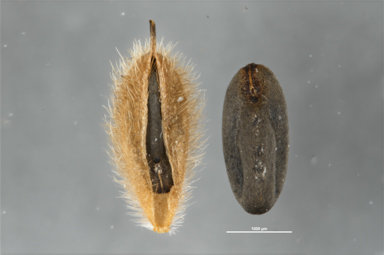 APII jpeg image of Pelargonium helmsii  © contact APII