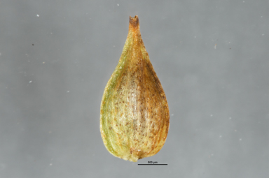 APII jpeg image of Carex capillacea  © contact APII