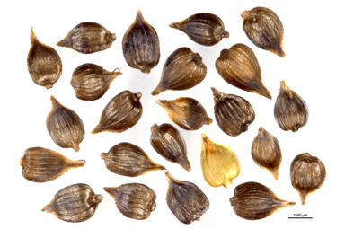 APII jpeg image of Carex appressa  © contact APII