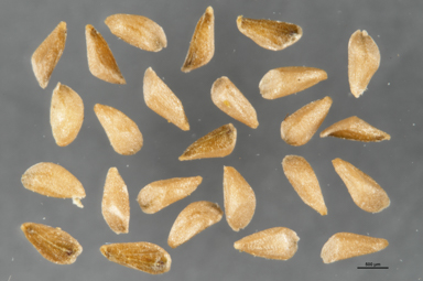 APII jpeg image of Lythrum salicaria  © contact APII