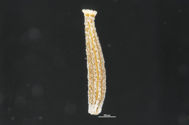 APII jpeg image of Senecio macrocarpus  © contact APII