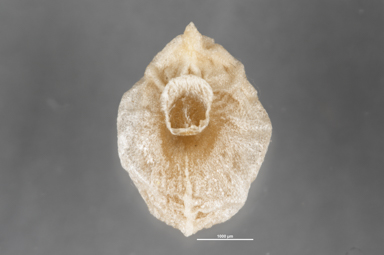 APII jpeg image of Lomandra filiformis  © contact APII