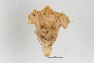 APII jpeg image of Atriplex eardleyae  © contact APII