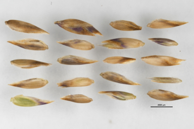 APII jpeg image of Poa saxicola  © contact APII